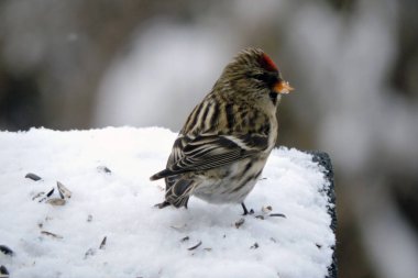 Alnında parlak kırmızı bir leke olan, kar altında bulanık arka planda duran bir kadının portresi.