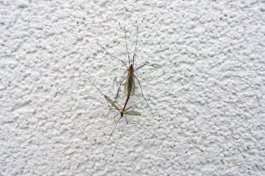 Beyaz bir duvarda çiftleşen iki turna sineği.