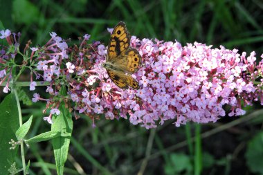Kapalı kanatlı boyalı bir kelebek Buddleia 'nın pembe çiçeklerinden nektar emiyor.