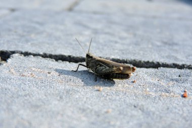 A bow-winged grasshopper on grey paving stones clipart