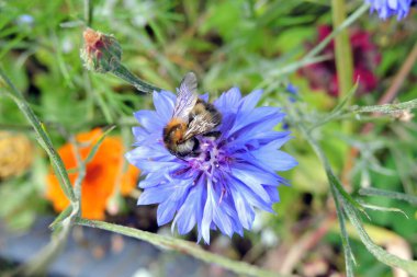 A carder bee pollinating a blue flower of a cornflower 
