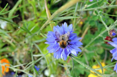 A carder bee pollinating a blue flower of a cornflower 