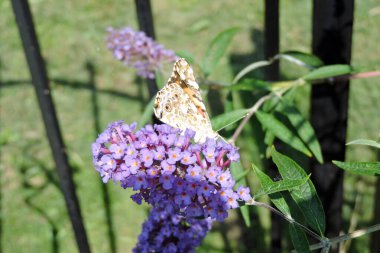 Kapalı kanatlı boyalı bir kelebek Buddleia 'nın pembe çiçeklerinden nektar emiyor.