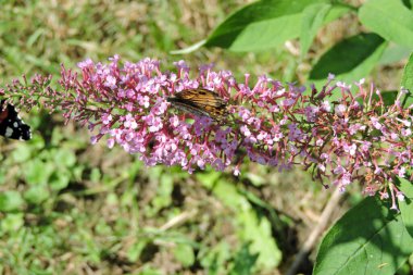Kapalı kanatlı boyalı bir kelebek Buddleia 'nın pembe çiçeklerinden nektar emiyor.