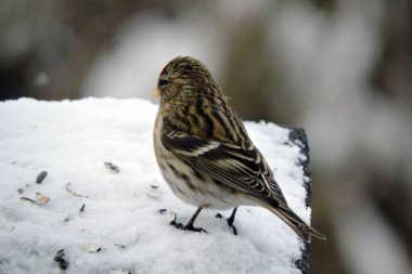 Karda duran, arka planda bulanık bir kadın kırmızı anketinin portresi.