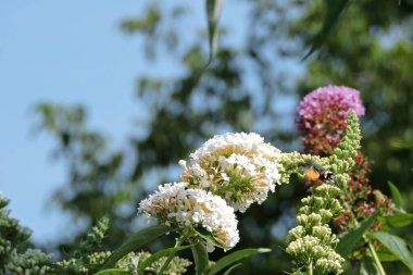 Beyaz Budddleia çiçeklerinin nektarıyla beslenen bir sinekkuşu güvesi havada süzülürken uzun hortumuyla arka planda mavi gökyüzü