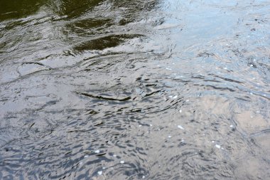 Su yüzeyinde bazı dalgalanmalar