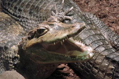 Keskin dişlerini gösteren bir cüce kayman (Paleosuchus palpebrosus), Wroclaw hayvanat bahçesi, Polonya