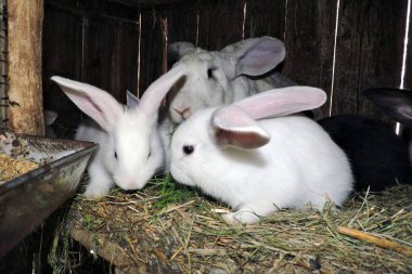 Farklı renkte genç sevimli tavşanlar ve anne tavşanları açık bir kafeste. Zemin saman ve görünür atıkla kaplı..