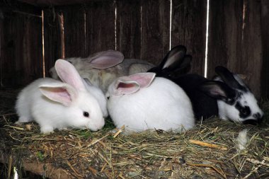 Farklı renkte genç sevimli tavşanlar ve anne tavşanları açık bir kafeste. Zemin saman ve görünür atıkla kaplı..