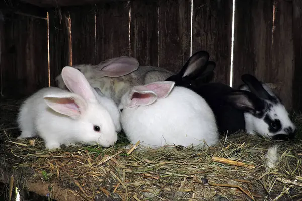 Farklı renkte genç sevimli tavşanlar ve anne tavşanları açık bir kafeste. Zemin saman ve görünür atıkla kaplı..
