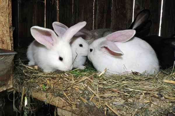 Farklı renkte genç sevimli tavşanlar ve anne tavşanları açık bir kafeste. Zemin saman ve görünür atıkla kaplı..