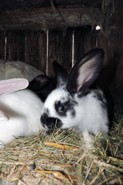 Genç, beyaz, siyah ve beyaz benekli tavşanlar açık bir kafeste. Zemin saman ve görünür atıkla kaplı..