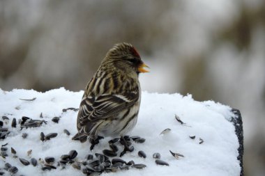 Alnında parlak kırmızı bir leke olan, açık gagalı, bulanık bir arka planı olan bir kadın portresi.