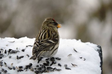Alnında parlak kırmızı bir leke olan, açık gagalı, bulanık bir arka planı olan bir kadın portresi.