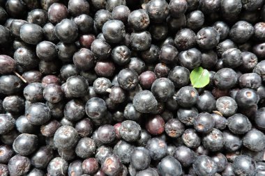 Yeşil yapraklarla süslenmiş taze olgun Aronia üzümleri.