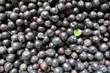 Yeşil yapraklarla süslenmiş taze olgun Aronia üzümleri.