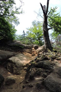 Karkonosze Dağları 'nın Polonya bölgesindeki bir ormanda bir grup granit kaya arasında yürüyüş patikası. Ölü bir ağaç.