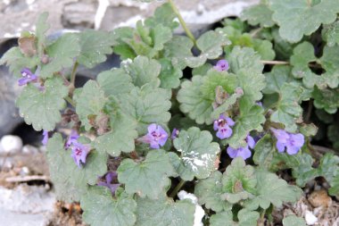 Çiçek açmış bir sarmaşık, yeşil rendeli yapraklar, menekşe huni şeklinde çiçekler.