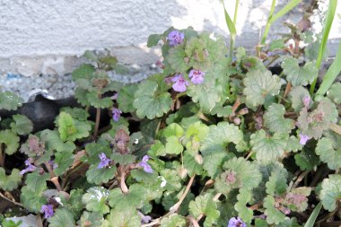 Çiçek açmış bir sarmaşık, yeşil rendeli yapraklar, menekşe huni şeklinde çiçekler.