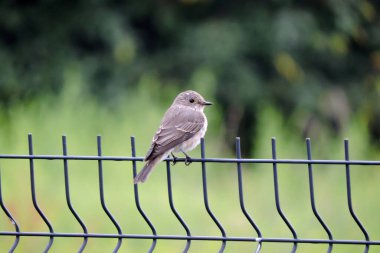 Kaynaklı tel örgü panellerinden yapılmış bir çitin üzerinde oturan benekli bir sinekkapan. Arka planda yeşil yapraklar.