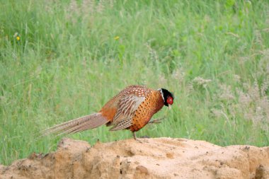 Vahşi bir halka boyunlu sülün bir kum yığını üzerinde duruyor ve kendini tırmalıyor.