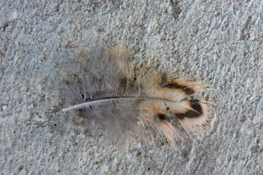 Close-up of a female pheasant feather