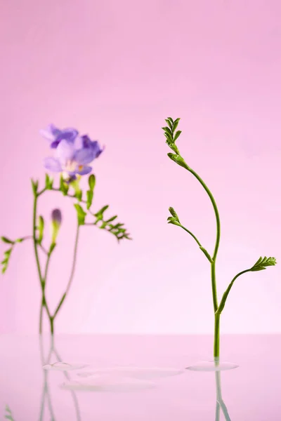 花の背景のペデスタル ブランドのプロダクト展覧会 ハイレゾの写真 — ストック写真