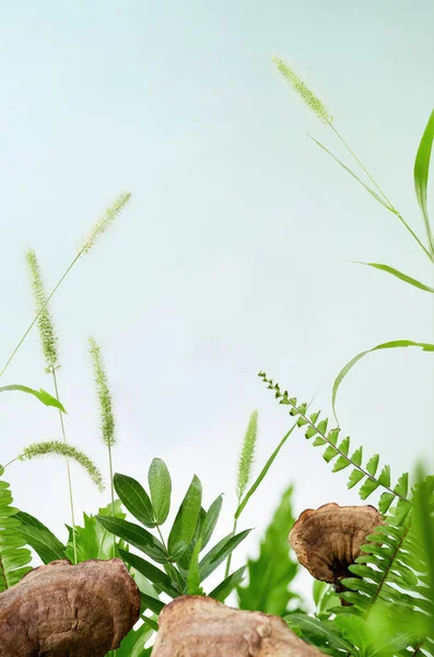 Natur Grüner Hintergrund Für Produktvitrine — Stockfoto
