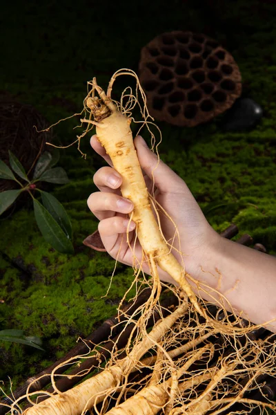 Fresh Ginseng Root Amazing Health Benefits Ginseng You Need Know — Stock Photo, Image