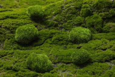 Ürün arkaplan tasarımları, ürün sergisi arka planı, ürün fotoğrafçılığı kurulum arkaplanları, yüksek kaliteli ürün ekran arkaplanları.
