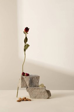 Stüdyo ürün sergisi arka planları, Minimalist ürün fotoğraf arkaplanı, Ürün arkaplanı, mor laboratuvar fon gösterisi 