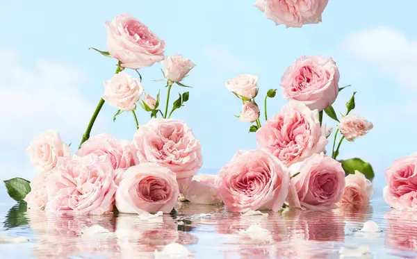 Rose Tapety Pro Zobrazení Výrobku Zobrazuji Produkty Růžích Růžové Pozadí — Stock fotografie