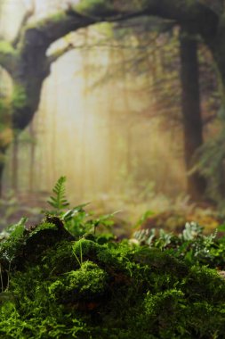 Doğal ürünleri, ürün arkaplanını, yüksek kaliteli resimleri göstermek için doğal duvar kağıdı