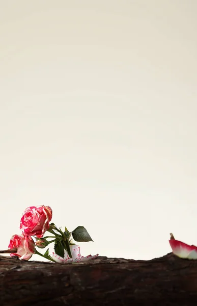 Rose Wallpaper Product Display Rose Background High Quality Images — Stock Photo, Image