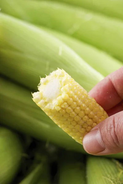Изображения Кукуруза Кукуруза Кукуруза Высокого Качества — стоковое фото
