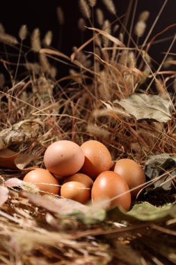 Sevimli yumurtalar, komik yumurtalar, stüdyoda çekilmiş, kaliteli görüntüler.