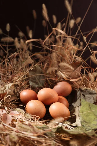 Huevos Adorables Huevos Divertidos Tomados Estudio Imágenes Alta Calidad — Foto de Stock
