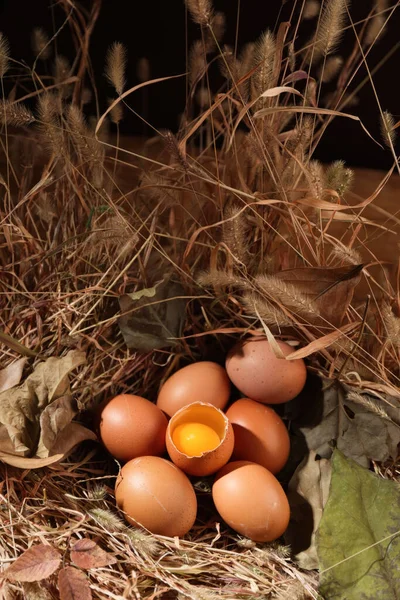 Очаровательные Яйца Смешные Яйца Сделанные Студии Высококачественные Изображения — стоковое фото