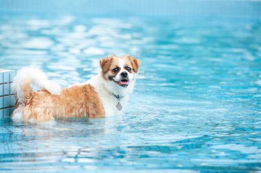 Yüzme havuzunda egzersiz yapan sevimli köpek görüntüsü. Şirin köpek, kaliteli görüntüler.