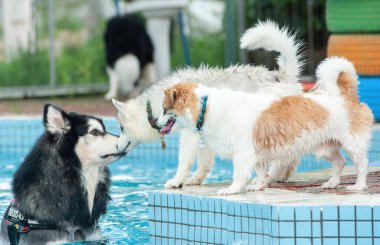 Yüzme havuzunda egzersiz yapan sevimli köpek görüntüsü. Şirin köpek, kaliteli görüntüler.