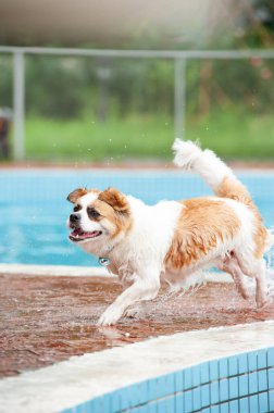 Yüzme havuzunda egzersiz yapan sevimli köpek görüntüsü. Şirin köpek, kaliteli görüntüler.