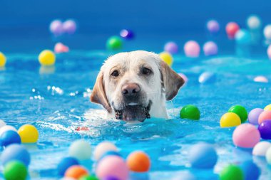 Yüzme havuzunda egzersiz yapan sevimli köpek görüntüsü. Şirin köpek, kaliteli görüntüler.
