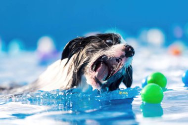 Yüzme havuzunda egzersiz yapan sevimli köpek görüntüsü. Şirin köpek, kaliteli görüntüler.