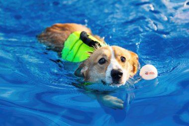 Yüzme havuzunda egzersiz yapan sevimli köpek görüntüsü. Şirin köpek, kaliteli görüntüler.