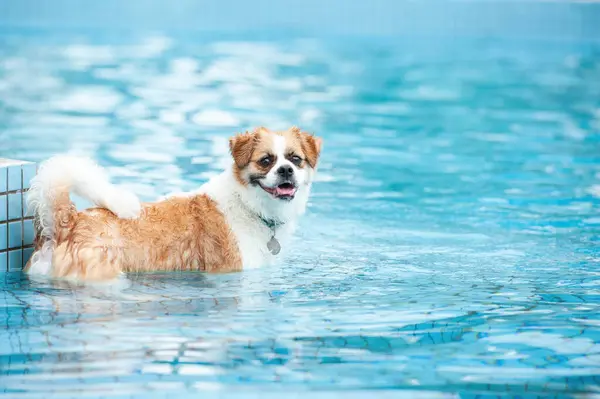 Yüzme havuzunda egzersiz yapan sevimli köpek görüntüsü. Şirin köpek, kaliteli görüntüler.