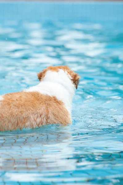 Image Adorable Dog Exercising Swimming Pool Cute Dog High Quality — Stock Photo, Image