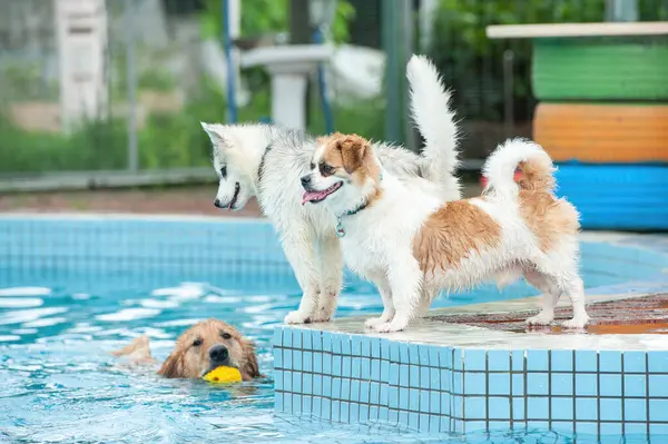 Afbeelding Van Een Schattige Hond Die Het Zwembad Traint Leuke — Stockfoto