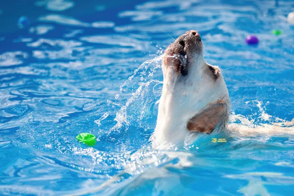 Image Adorable Dog Exercising Swimming Pool Cute Dog High Quality — Stock Photo, Image