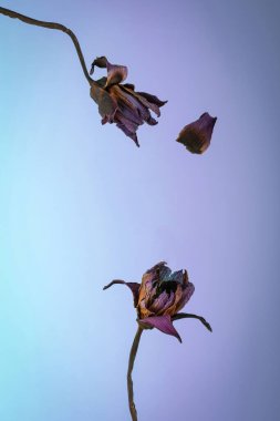 Ürün sergisi arka planları, ürün fotoğrafları için stüdyo arkaplanı, ürün sergisi arkaplanları, sergi arka planları.